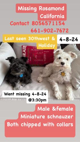 Lost Unknown Dog last seen 30th west & Holiday Rosamond California , Rosamond, CA 93560