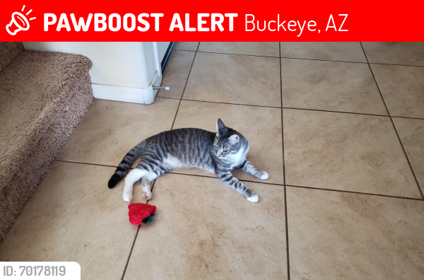Lost Female Cat last seen cross streets are 245th Lane and Atlanta Ave, Buckeye, AZ 85326