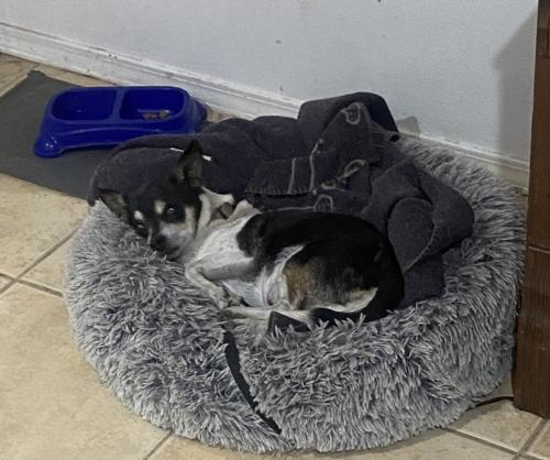 Lost Male Dog last seen Near and southern blvd , Rio Rancho, NM 87124