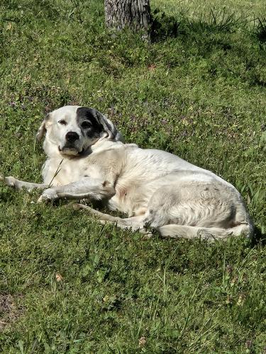 Lost Female Dog last seen Hill Avenue in Glencoe, Gadsden, AL 35905