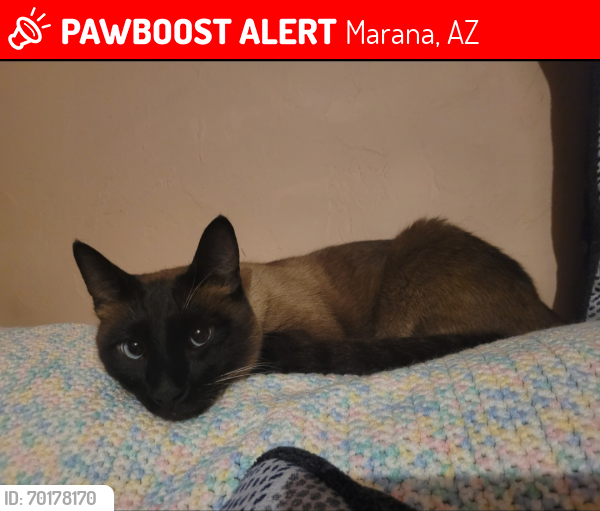 Lost Male Cat last seen Grier and Sandario, Marana, AZ 85653