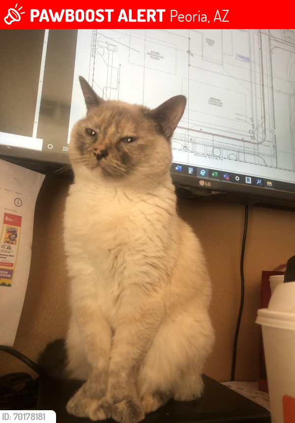 Lost Female Cat last seen 85th Ave and butler , Peoria, AZ 85345