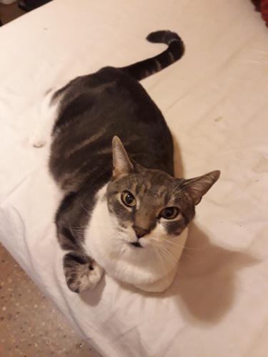 Lost Male Cat last seen Silver Lake Apartments, Reno, NV 89506