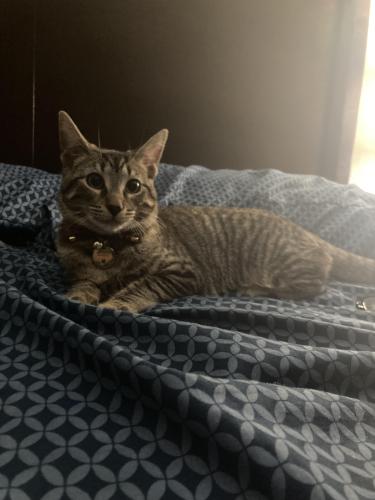Lost Female Cat last seen Roosevelt Road, Fort Smith, Fort Smith, AR 72904