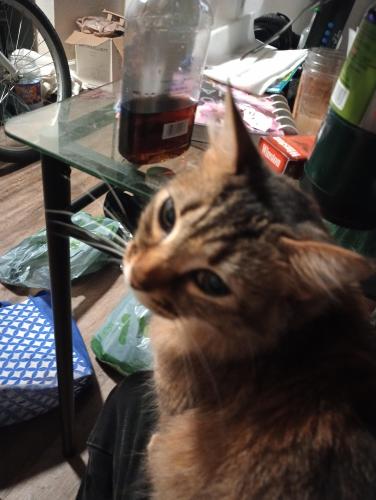 Lost Female Cat last seen Imperal  way And soscol Ave , Napa, CA 94559