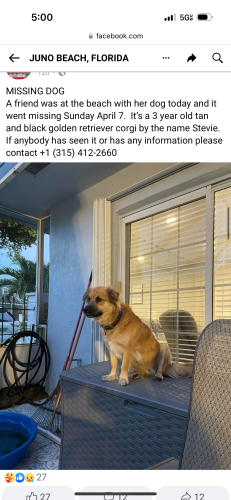 Lost Male Dog last seen Juno beach/ Ocean Way, Juno Beach, FL 33408