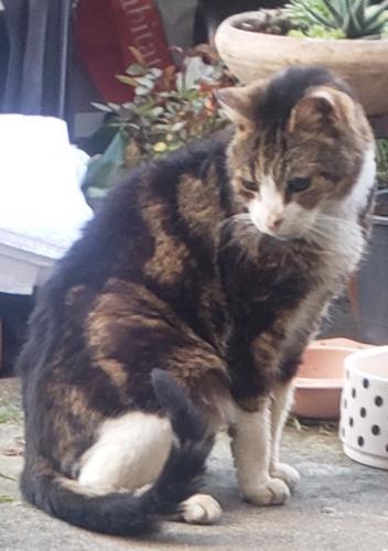 Lost Male Cat last seen BAILDON. CYPRUS STREET. BETHNAL GREEN E2, Bethnal Green, England E2