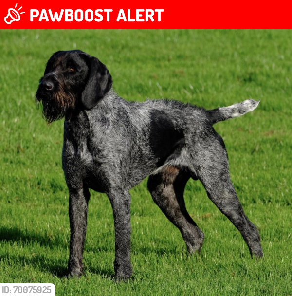 Lost Male Dog last seen Highlands, Brora, Schotland KW9