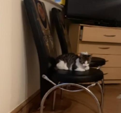 Lost Male Cat last seen Shanklin drive leicester, Leicester, England LE2 3QD