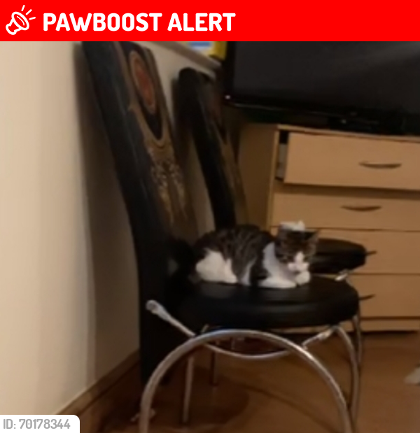 Lost Male Cat last seen Shanklin drive leicester, Leicester, England LE2 3QD