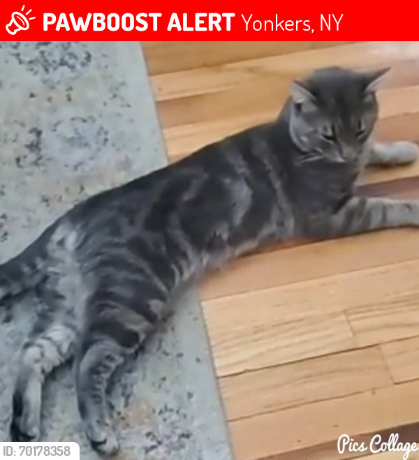 Lost Male Cat last seen Arthur Street , Yonkers, NY 10701