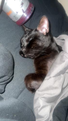 Lost Male Cat last seen manor rd and dresden st, Columbus, OH 43224