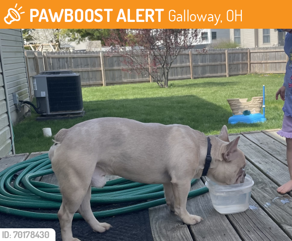 Found/Stray Male Dog last seen Galloway Rd & Beeson Ct. Galloway, oh , Galloway, OH 43119