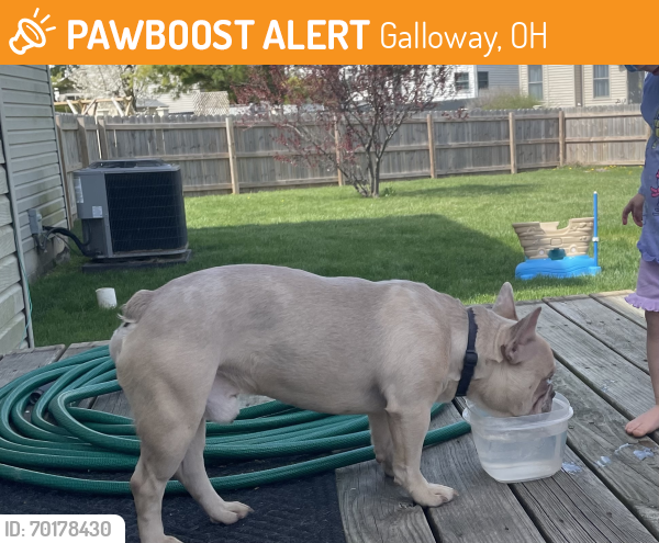 Galloway, OH Stray Male Dog Found Near Galloway Rd & Beeson Ct ...