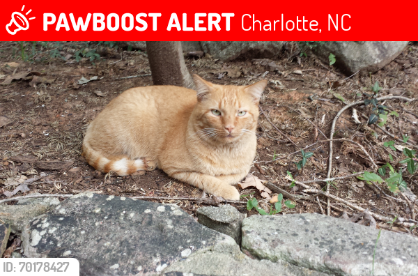 Lost Male Cat last seen Brookwood Rd, Charlotte, NC 28215