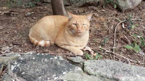 Lost Male Cat last seen Brookwood Rd, Charlotte, NC 28215