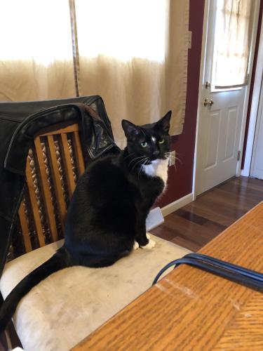 Lost Male Cat last seen Hampden Ave & E Clearview Dr, Camp Hill, PA, Camp Hill, PA 17011