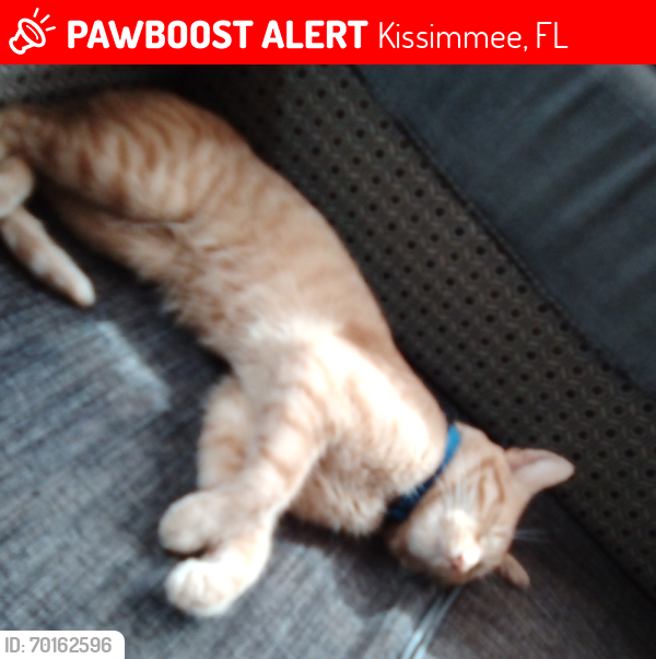 Lost Male Cat last seen Near Yowell rd, Kissimmee, FL 34746