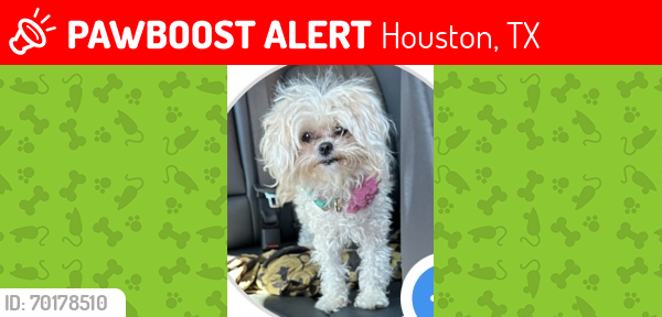 Lost Female Dog last seen Brandon & Reed Rd. , Houston, TX 77051