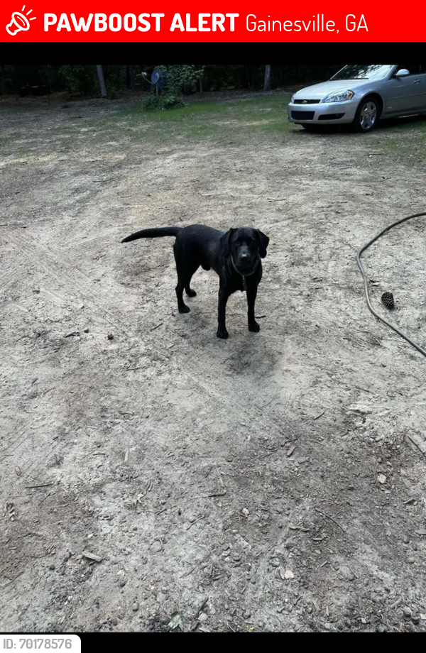 Lost Male Dog last seen Joe chandler near fire station #10, Gainesville, GA 30501