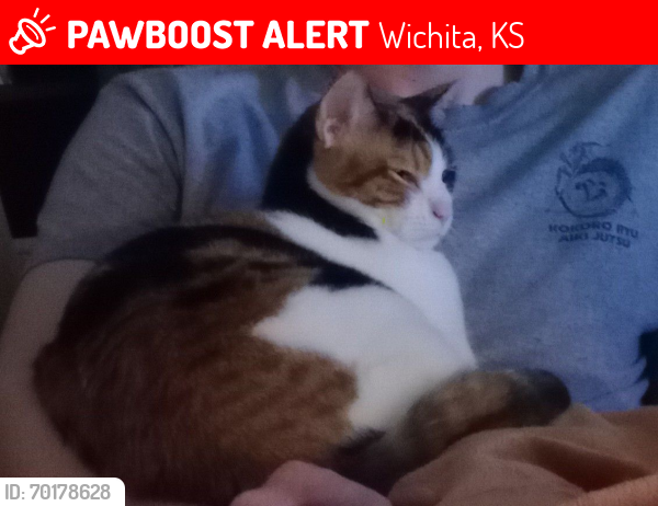 Lost Female Cat last seen Cessna park, Wichita, KS 67218