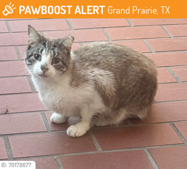 Found/Stray Unknown Cat last seen Garden Oaks and Lynn Road, Grand Prairie, TX 75052