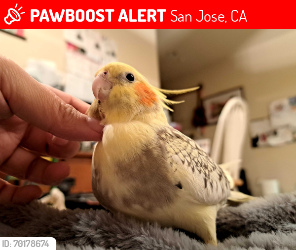 Lost Female Bird last seen Alum Rock Ave and Jackson Ave., San Jose, CA 95116