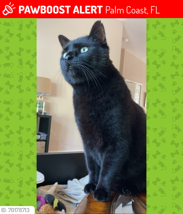Lost Male Cat last seen Off Bud Hollow Dr. Close to Belle Terre , Palm Coast, FL 32137