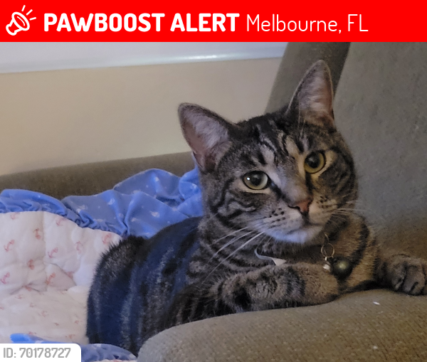 Lost Female Cat last seen University blvd-Stonewood townhomes, Melbourne, FL 32901
