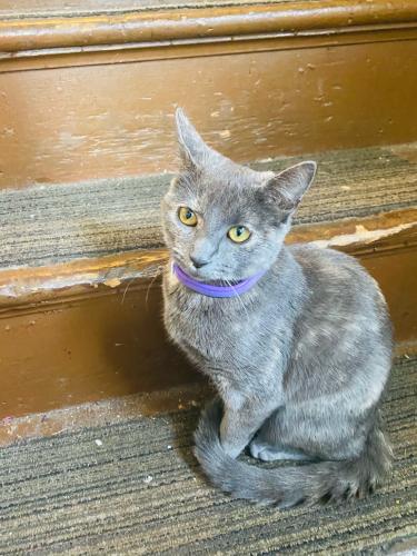 Lost Female Cat last seen Imperial ridge off goshen turnpike , Scotchtown, NY 10941