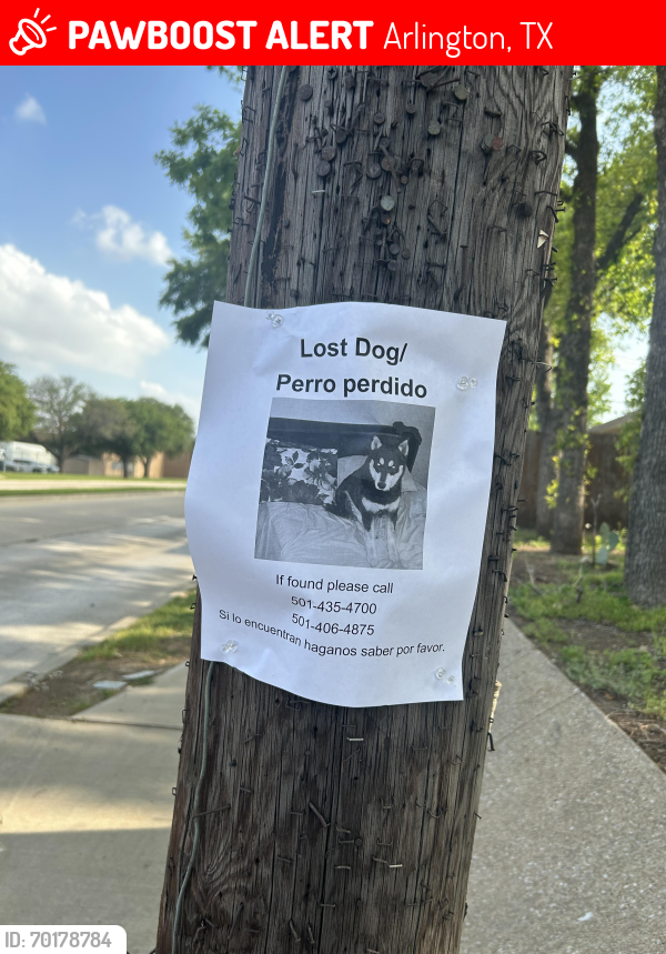 Lost Male Dog last seen Arlington tx, Arlington, TX 76006