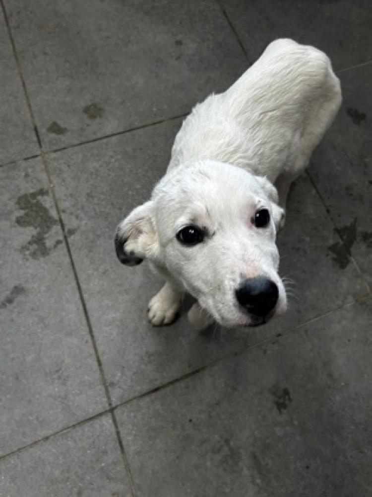 Shelter Stray Male Dog last seen Roopville, GA 30170, Carrollton, GA 30117