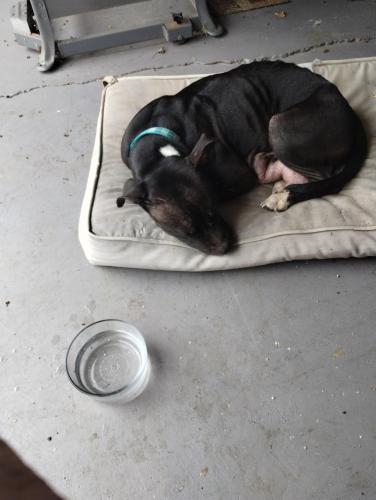 Lost Female Dog last seen Near Eddystone ave Columbus Ohio 43225, Columbus, OH 43224
