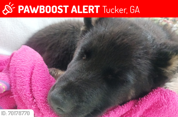 Lost Male Dog last seen down town tucker , Tucker, GA 30083