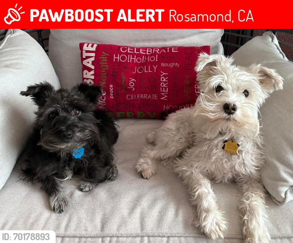 Lost Male Dog last seen 30th & Patti Rose Ave, Rosamond, CA 93560