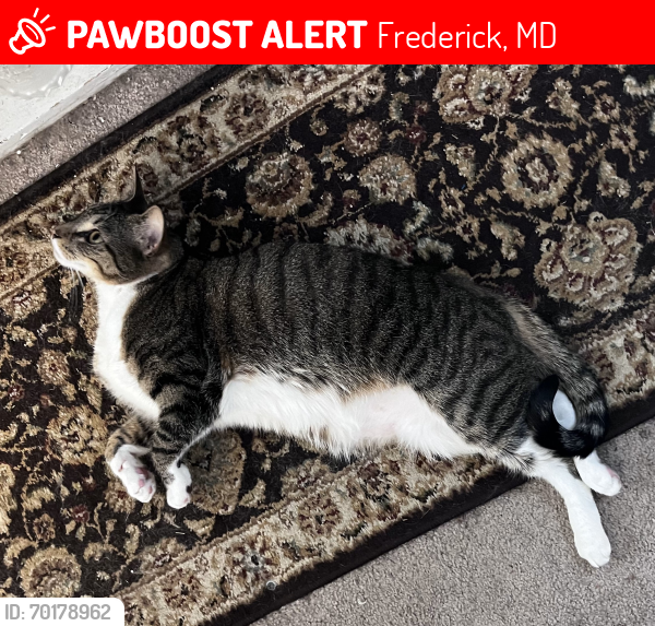 Lost Male Cat last seen Near Fairfield Drive, Frederick, MD, Frederick, MD 21702