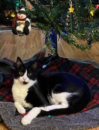 Lost Male Cat last seen Walden St. and Apple Blossom - Lynn ests, Lowell, AR 72745