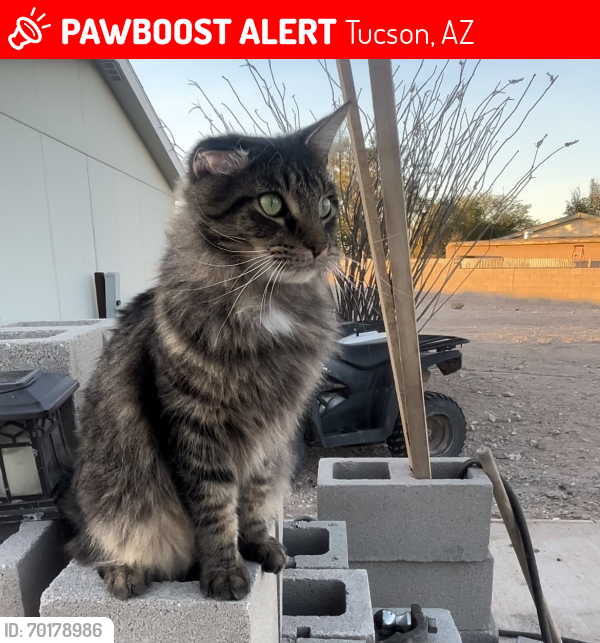 Lost Male Cat last seen E hermans  and Iguana rd, Tucson, AZ 85756