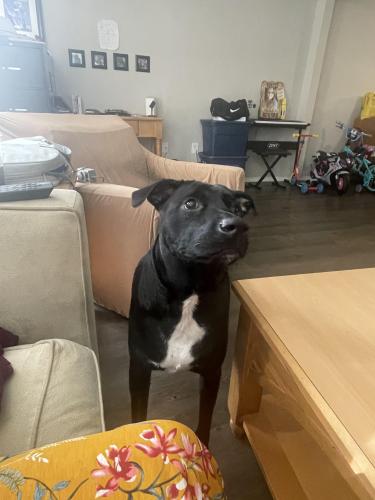 Lost Male Dog last seen The Coast Townhomes, Collier County, FL 34116