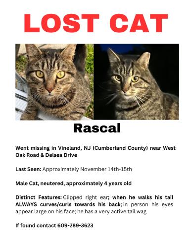 Lost Male Cat last seen Delsea & West Oak Road, Vineland, NJ 08360