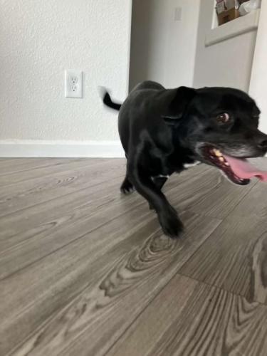 Lost Male Dog last seen Near arney st, Vancouver, BC V5R 3W3