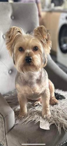 Lost Male Dog last seen Leicester , Leicester, England LE4 1AG