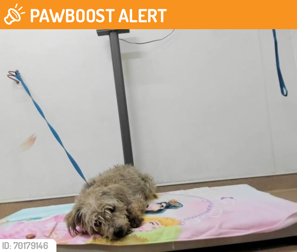 Shelter Stray Male Dog last seen B ST/CANNERY PARK, Hayward, CA 94544