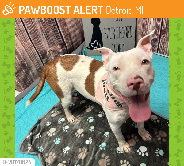 Shelter Stray Female Dog last seen Near BLOCK ABINGTON, DETROIT, MI 48228, Detroit, MI 48211