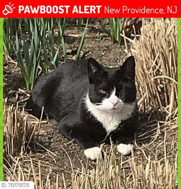 Lost Male Cat last seen Woodcrest Drive, New Providence, NJ 07974, New Providence, NJ 07974