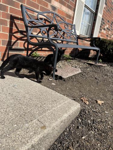Found/Stray Unknown Cat last seen Kimberly apmts , Columbus, OH 43232