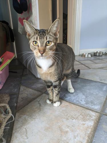 Lost Female Cat last seen Calhoun Ave & Selma st., Pensacola, FL 32507