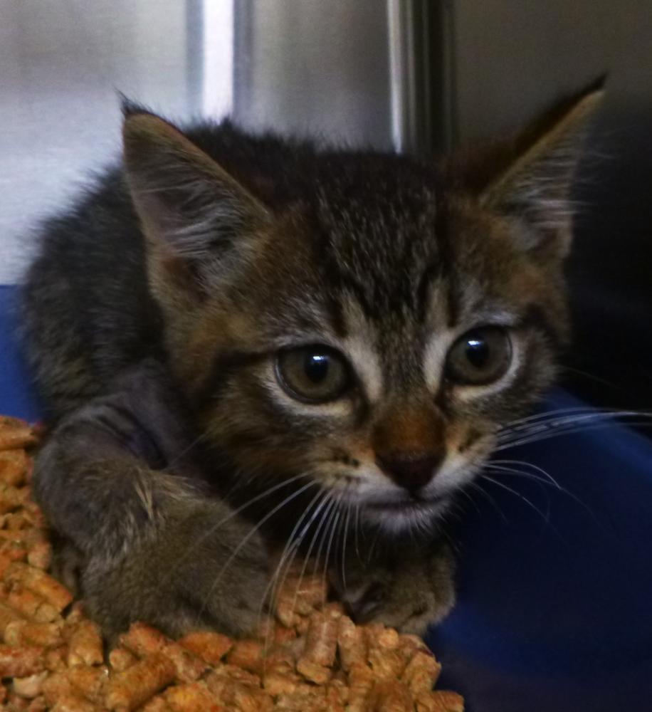 Shelter Stray Male Cat last seen Near Cameron Street, LAFAYETTE, LA, 70506, Lafayette, LA 70507