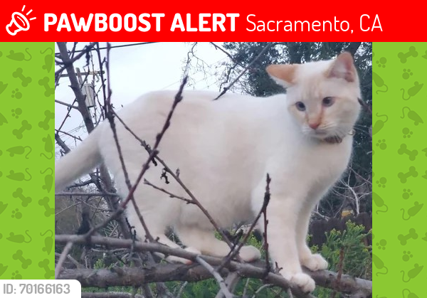 Lost Male Cat last seen Fulton and Marconi. On Carlsbad Ave, Sacramento, CA 95821