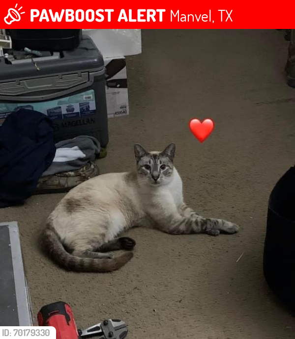 Lost Male Cat last seen Manvel Animal Clinic , Manvel, TX 77578